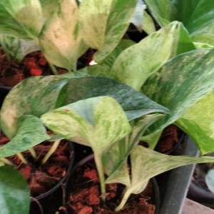 พลูด่างราชินีหินอ่อน กระถาง 3นิ้ว ไม้ฟอกอากาศ มีของแถมทุกออเดอร์