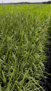 BENIH PADI KETAN UNGGUL KUALITAS PREMIUM 100%ORIGINAL KEMASAN 5KG