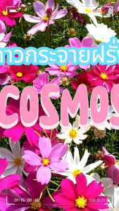 ดาวกระจายฝรั่งcosmos