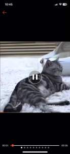 Balo bọ dừa cho chó mèo Balo bọ rùa cho chó mèo Balo cho chó mèo xinh