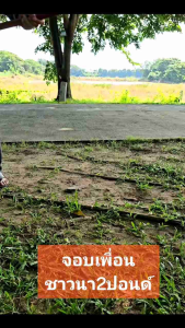 จอบขุดถาก2ปอนด์ตราเพื่อนชาวนาใส่นาคบุตรทรงด้ามงอ ยาว135เซนสวยงามจับถนัดกระชับมือไม่ลื่น