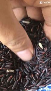 นาวาไรซ์🔸🔶ข้าวไรซ์เบอรี่ปลอดสารพิษสินค้าพร้อมส่ง ข้าวเมล็ดสีดำ🌾🌿