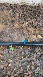 แพค100 ตัว/ถุง หัวเจ็ท น้ำออกมินิปริงเกอร์ 180 องศา มินิคอินิก