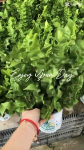 เฟินโอซาก้า /คริสปี้เวฟ ใบเป็นคลื่นสวย กระถางขนาด 5 นิ้ว ไม้ร่มรำไร เลี้ยงง่าย