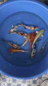 JAPAN KOI LOCAL BREED SUPER GRADE 9/10” sizes  10pcs RAMADHAN COMBO at RM1688 + shipping RM100 ( 2 XL box ) with FREE GIFTS !!