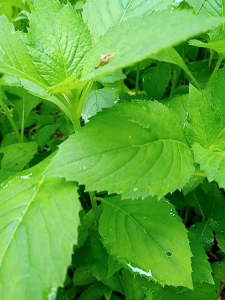 Bibit tanaman sintrong herbal bibit daun sintrong lalap segar 20 bibit
