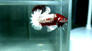Copper Fancy Startail Halfmoon Plakat HMPK Betta Fish / Ikan Laga/ 斗鱼 (Not random fish）15