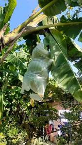 หน่อกล้วยหอมทอง พันธุ์แขนทอง จำนวนจำกัด