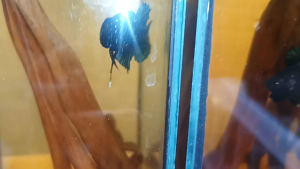 หม้อสายกัดนครปฐมคุดผ่านเบอ 01