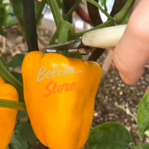 (-+80 butir) Benih tanaman paprika kuning | yellow pepper import [kemasan pabrik]