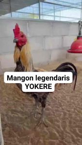 TELUR AYAM MANGON YOKERE LINE YOKERE UNTUK DI TETASKAN