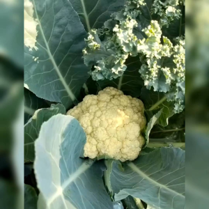 BENIH CAP PANAH MERAH KEMBANG KOL LARISSA F1 (KEMASAN PABRIK)