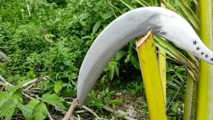 Arit Bintang 5 Super Tajam & Sabit Rumput Jawa Timur