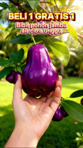Bibit Pohon Jambu Air Citra Ungu Jumbo🌱Sudah Siap Ditanam Bibit Subur Besar Rimbun Siap Ditanam Di Lahan Maupun Di Planterbag Hasil Cangkok Yuk Dicekout Pemesanan Bisa COD Bayar Ditempat