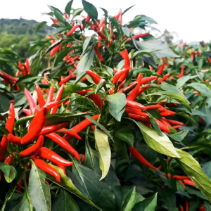 BIJI | BENIH TANAMAN CABE RAWIT RED CLUSTER | CABE TUMPUK