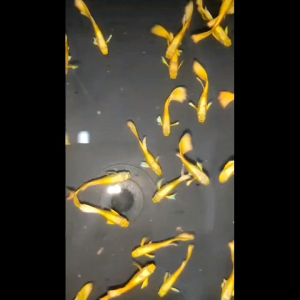 [1pair] Black eye yellow guppy Live Fish Aquarium