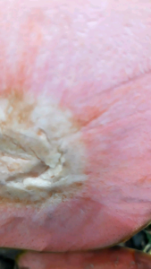 DEGAN KELAPA MUDA WULUNG ASLI