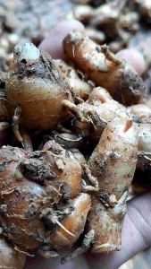 Promo Kencur Bumbu seblak Kencur tua Fresh cocok buat bumbu masak atau Obat herbal
