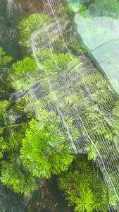 Cây Tiểu Bảo Tháp - 20 Nhánh- trang trí bể thuỷ sinh không co2