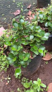 Bonsai Dolar Micro Mangkok Murah Size Besar