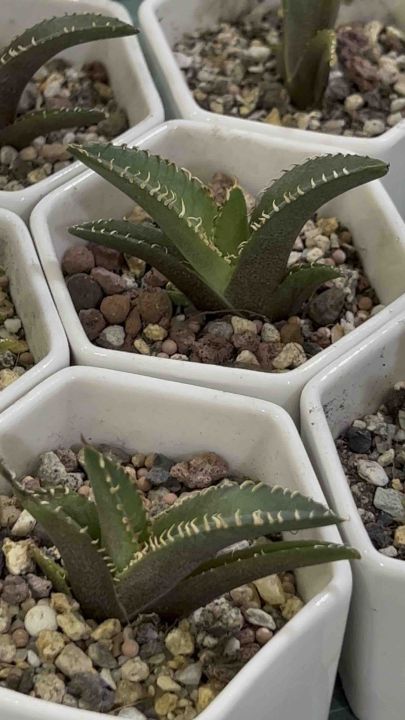 pfeilblatt alocasia zebrina Pfeilblatt Alocasia Zebrina Höhe 70 Elefan Zimmerpflanze Ø21cm main image 0
