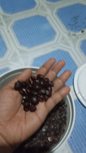 Matamis na Sampalok Seeds for Planting (4 Variants) Bangkok Sweet Tamarind - Seeds - Planting - Outdoor Gardening - Tamarind Tree - Fruit - Leaves - Variants