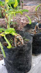 Bahan Bonsai | ASEM JAWA | Cek Deskripsi