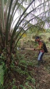 K.L.S PALMKING DODOS SUPER TAJAM PANEN SAWIT