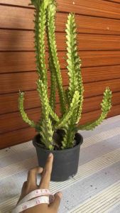 ยูโฟเบีย สลัดไดด่าง กระบองเพชร