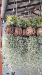 เคราฤาษีตีนเป็ด เป็ดแบบเต็มลูกและครึ่งลูก (เคราเลี้ยงสวยฟู)