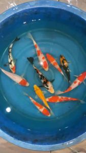 JAPAN KOI LOCAL BREED 6/7” SUPER HIGH GRADE 9pcs GOOD FENG SHUI CNY COMBO OFFER at RM1288