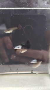 BLACK SILVERADO GUPPY PAIR