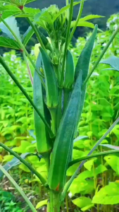 OKRA hijau FRES 250 Gram