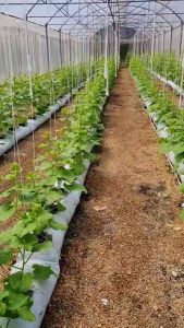 ถุงGOB ถุง ปลุกพืชแนวนอน ถุงหมอน