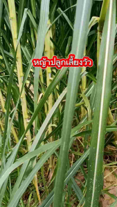 หญ้านรกจักรพรรดิ์ 50 ท่อน 59 บาท หุ้น เลือด ทน แล้ง ลูก กำลังกาย 1 ชั่วโมง 59 บาท ราคา 1,195 บาท