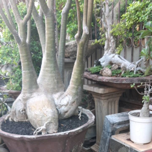 arabicum yaman jumbo tinggi 18 meter