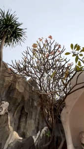 Case Oppo Reno 14 Pro Softcase Silikon Magnetik Case Magsafe Dan Pelindung Kamera/Lensa Kamera