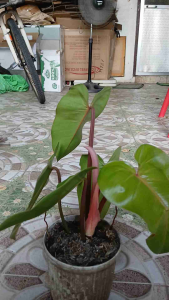 Philodendron erubescens commonly known as the Blushing Philodendron is a stunning robust evergreen for its distinct red stems climbing habit and large glossy leaves. LIVE plant in polybag