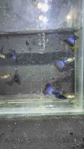 Blue Moscow Guppy
