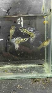 Metal Purple Lace Guppy Fish