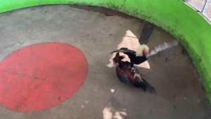 ไข่ไก่ชนพม่า เจ้ามดเอ๊กซ์ ทันใจ+ สตางค์