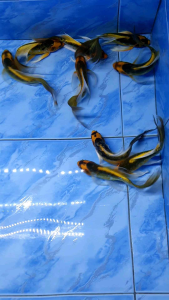 Big Size AAA Mayan Butterfly Koi/Ornamental fish/Freshwater/Readystock