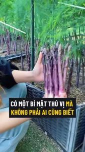 Hạt giống Măng Tây Tím( gói 20 hạt)  - Cây Trồng Ưa Khí Hậu Mát Ưa Ánh Sáng Mặt Trời
