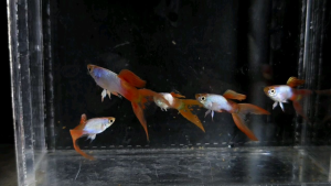 Silverado Red Tail Double Sword Guppy 🔥Male🔥 Live Fish/ 双剑孔雀鱼 (公)