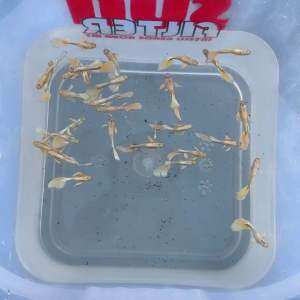 Guppy Golden Guppy Long Fin 24k Gold (Male) 黄金孔雀鱼 长尾 (公/母鱼）