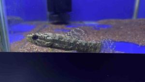 black wolffish Hoplias curupira (3+ inch)