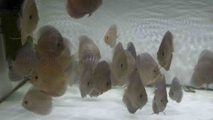 七彩神仙鱼Discus 4-5 inch