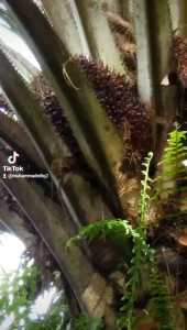 SBL MASTER PRO: Spesifikasi Produk dan Kata Kunci SEO