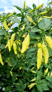 BENIH CABAI BEJO 57 ANTI VIRUS - CABAI RAWIT UNGGUL 10 grm