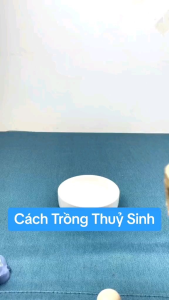 tiểu cảnh thiết mộc lan size lớn ( cây giống k kèm chậu)